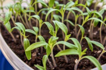 A plastic container with planted tomato plants