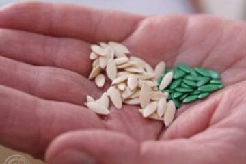 Cucumber seeds in someone's hands