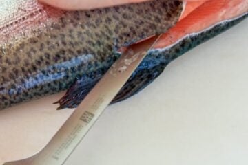 A trout being filleted on a cutting board