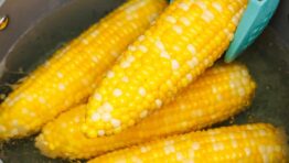 Tongs removing Boiled corn on the cob from a large stockpot with boiling water